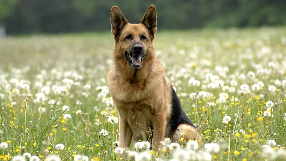 „Kommissar Rex im Einsatz „Kommissar Rex auf einer Blumenwiese während eines Pressetermins.