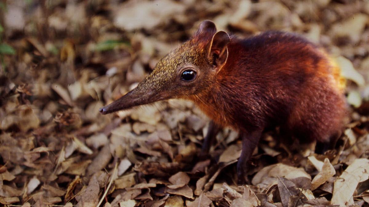 Kobolde des Küstenwaldes - Die Rüsselhündchen von Arabuko