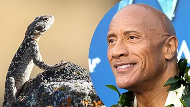 Eine Collage zeigt eine Eidechse und Dwayne Johnson. - Foto: IMAGO / Anadolu Agency und IMAGO / Picturelux Images Eine Collage zeigt eine Eidechse und Dwayne Johnson. - Foto: IMAGO / Anadolu Agency und IMAGO / Picturelux Images