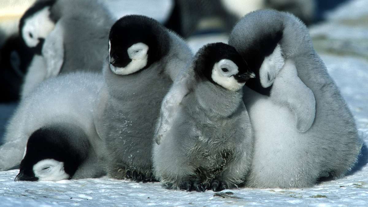 Die Reise der Pinguine Die Reise der Pinguine