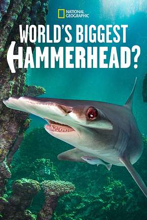 Der größte Hammerhai der Welt? - Foto: TMDB