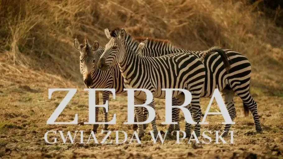 Zebras der Serengeti Zebras der Serengeti