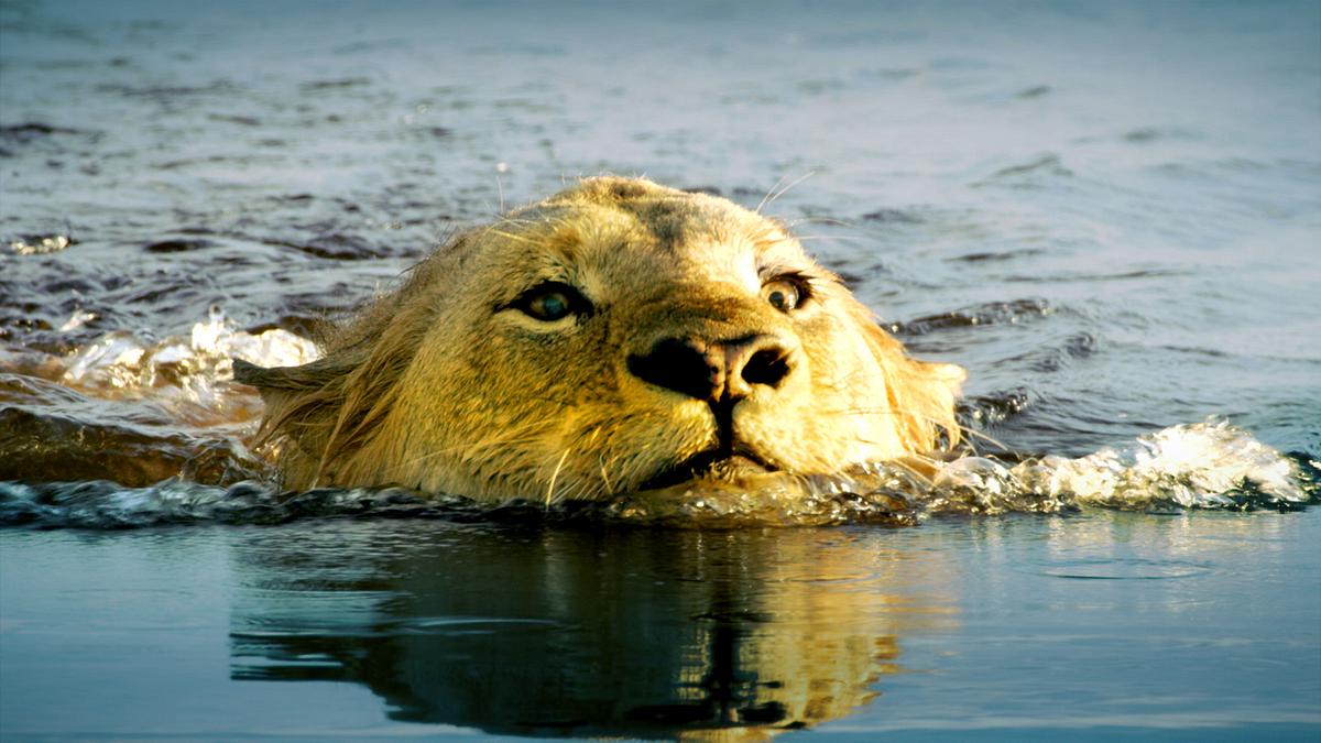 Die Flut - Okavango unter Wasser
