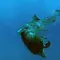 Meister der Jagd am Great Barrier Reef Thumbnail