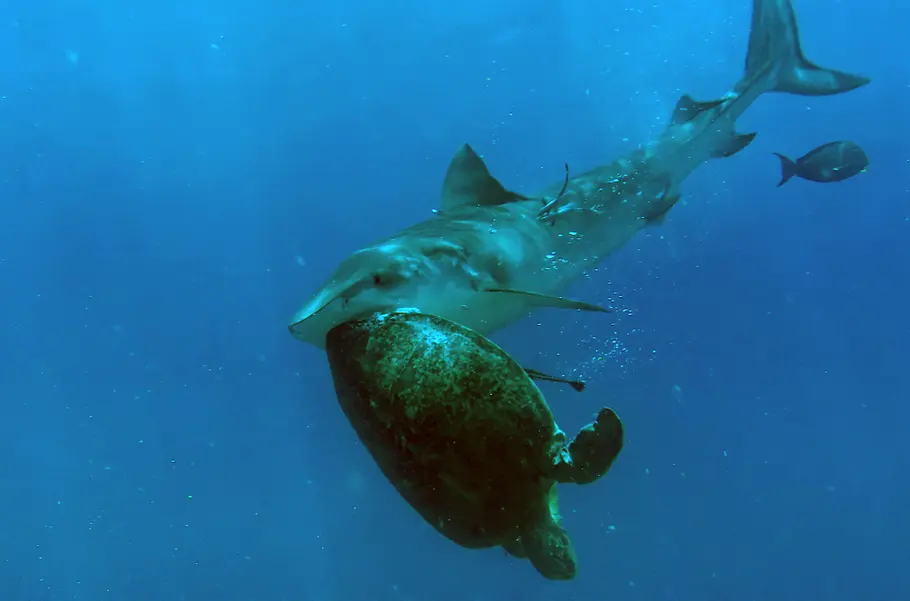 Meister der Jagd am Great Barrier Reef