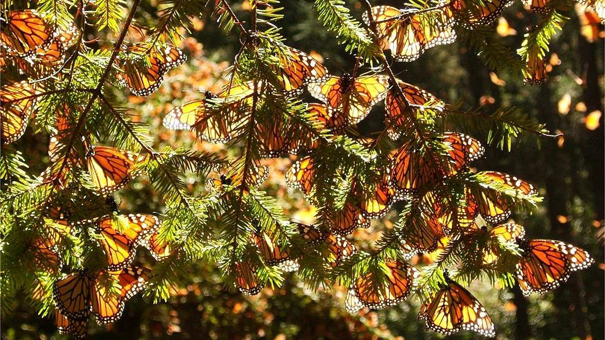 Die Reise des Schmetterlings: Das Geheimnis des Monarchfalters