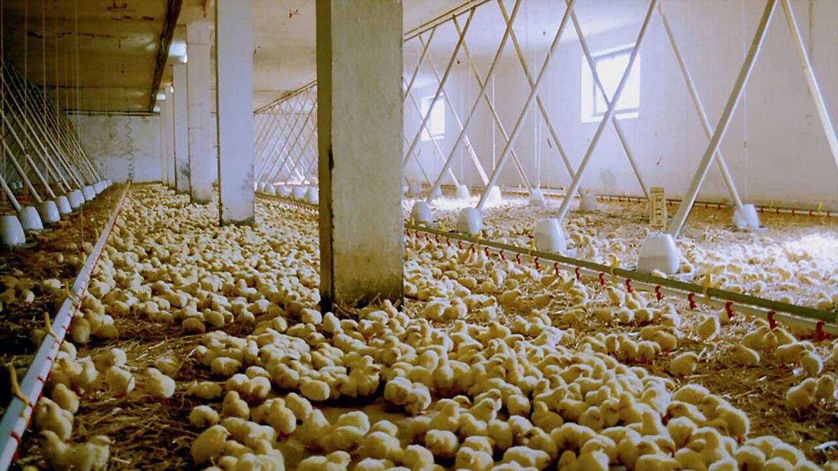 We Feed the World We Feed the World