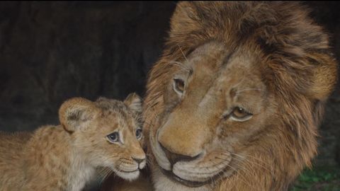 Ein Foto aus dem Film Mufasa - Foto: Disney