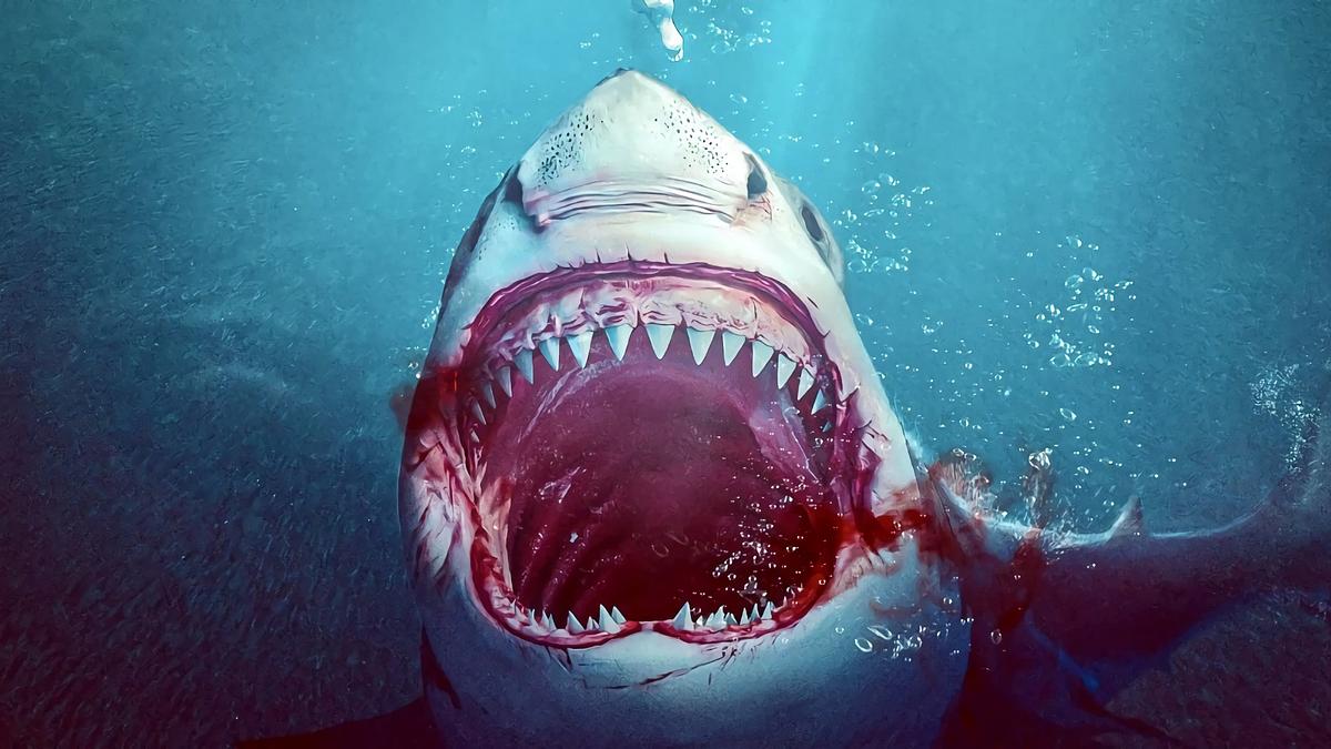 Bull Shark Bull Shark