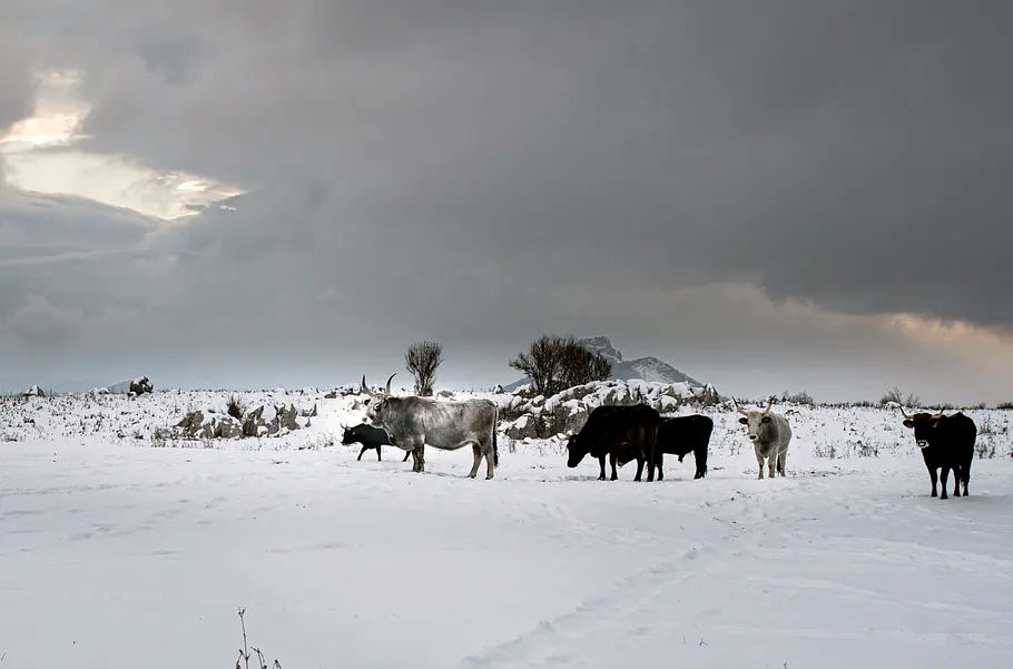 Natura Europa