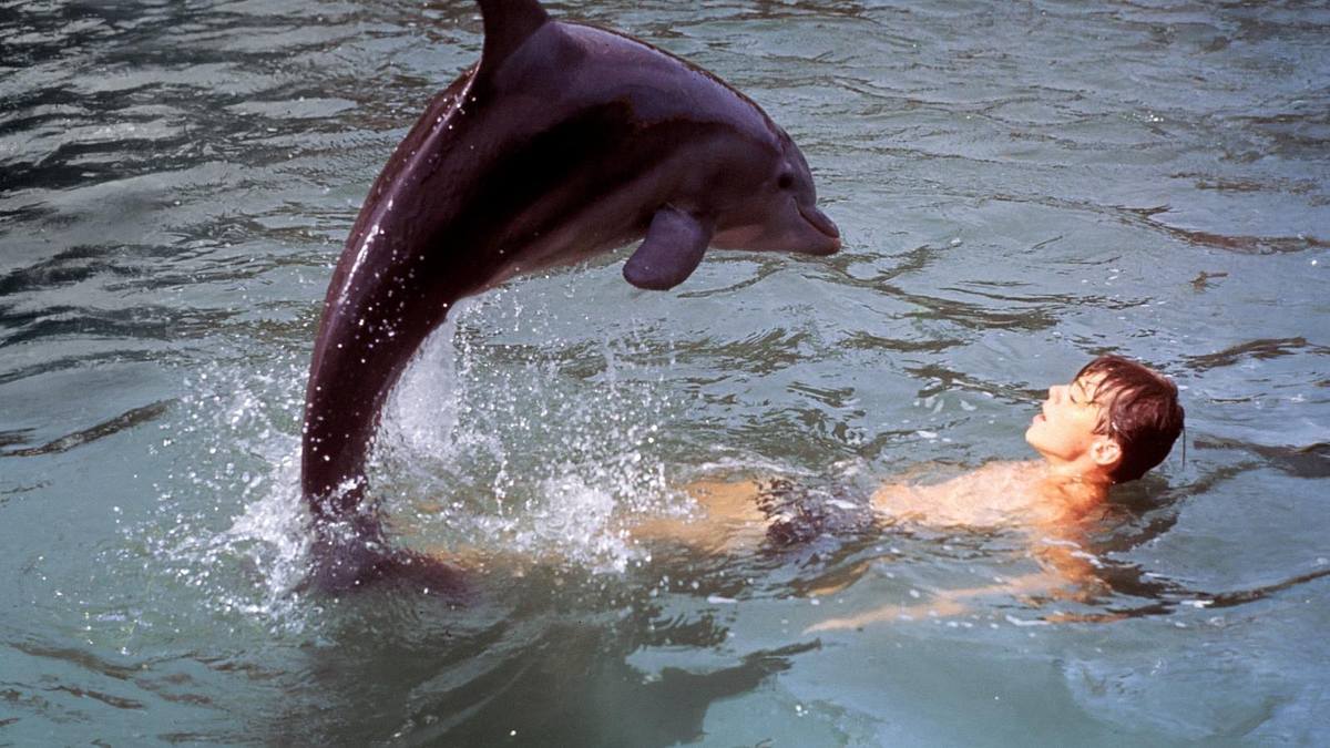 Neues Abenteuer mit Flipper Neues Abenteuer mit Flipper