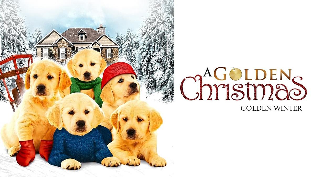 Golden Winter - Wir suchen ein Zuhause Golden Winter - Wir suchen ein Zuhause
