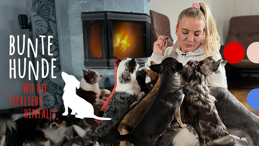 Bunte Hunde – Wo die Tierliebe hinfällt Bunte Hunde – Wo die Tierliebe hinfällt