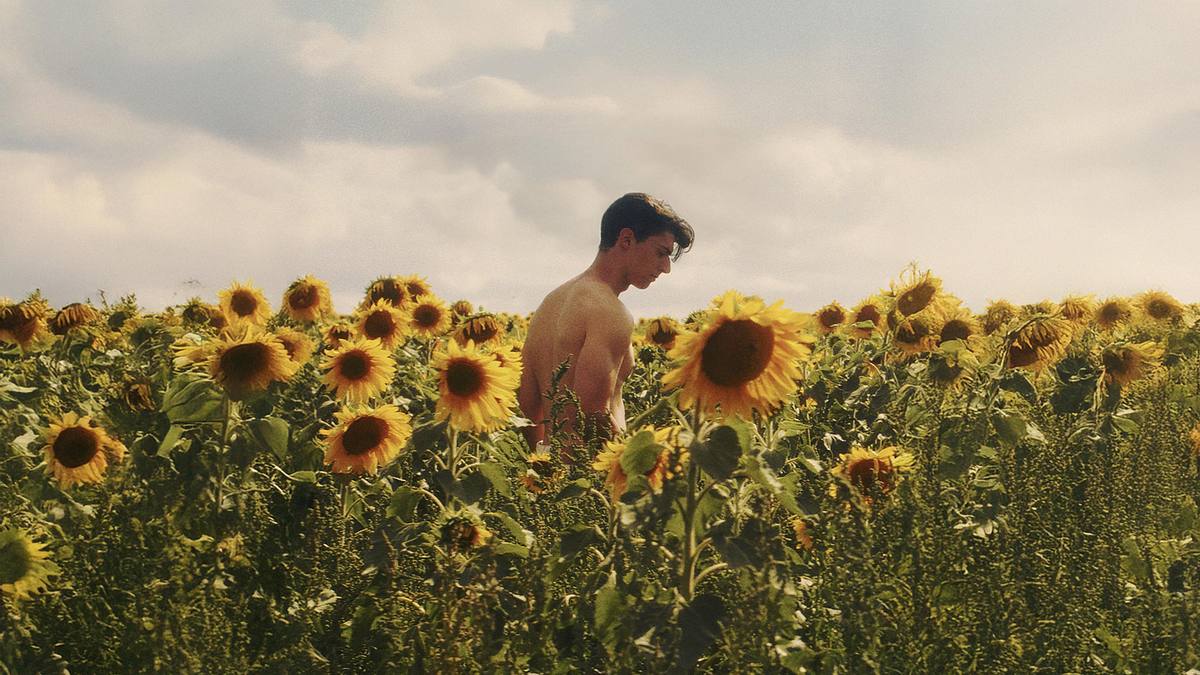 Sunflower Sunflower