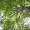 Pakt mit der Natur Thumbnail