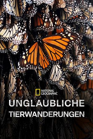Unglaubliche Tierwanderungen - Foto: TMDB