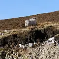Pflügen, ackern, kämpfen: Die Geschichte der Bauern Thumbnail