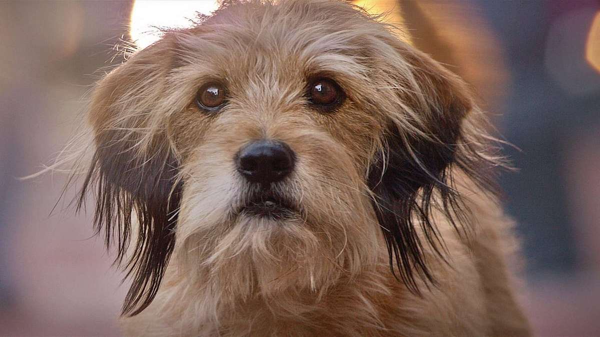 Benji - Auf heißer Fährte Benji - Auf heißer Fährte