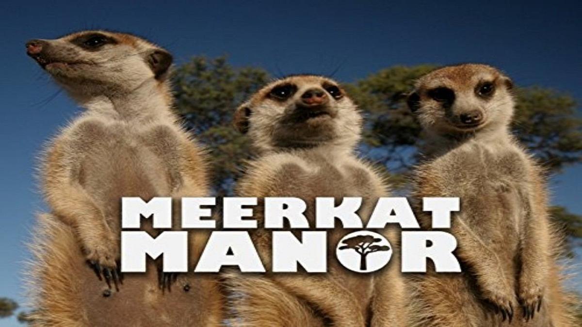 Und täglich grüßt das Erdmännchen