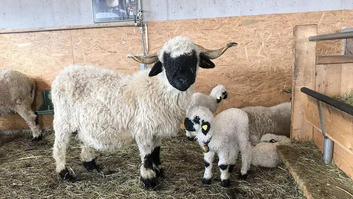 Das schönste Schaf im Wallis Das schönste Schaf im Wallis