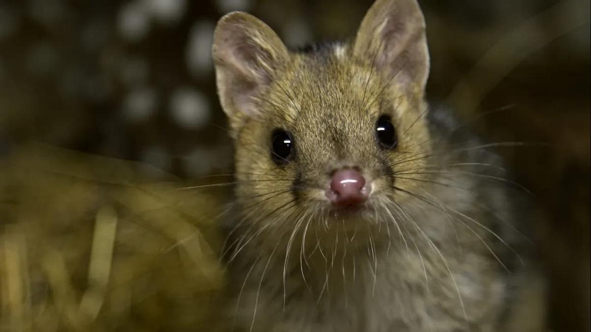 Die Welt der Tüpfelbeutelmarder Die Welt der Tüpfelbeutelmarder
