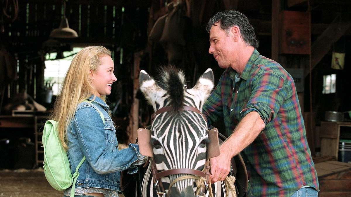 Im Rennstall ist das Zebra los Im Rennstall ist das Zebra los