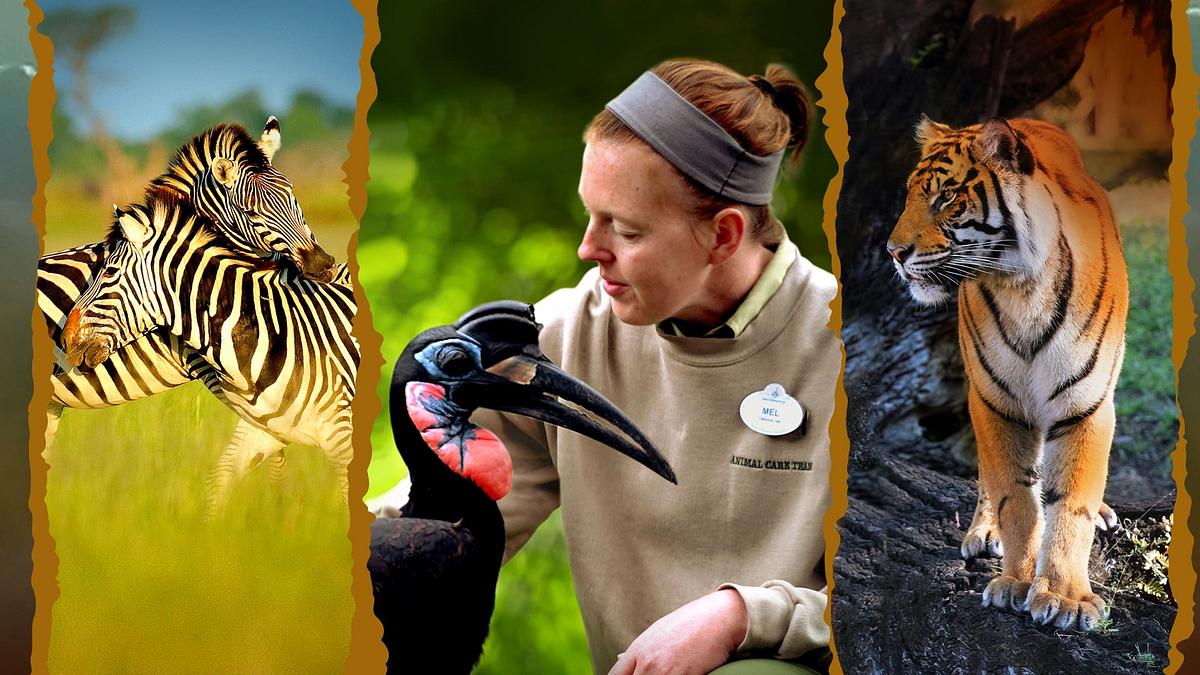 Die Magie von Disney's Animal Kingdom Die Magie von Disney's Animal Kingdom