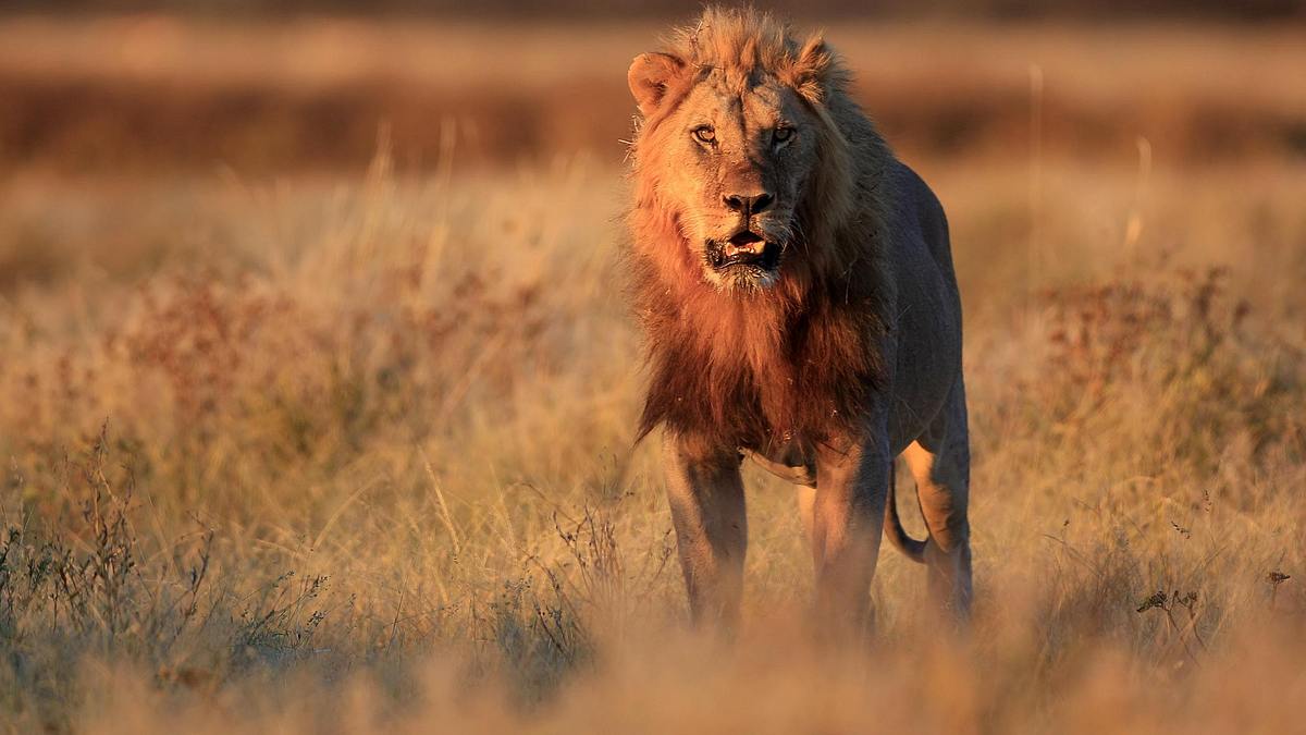 Prey Prey