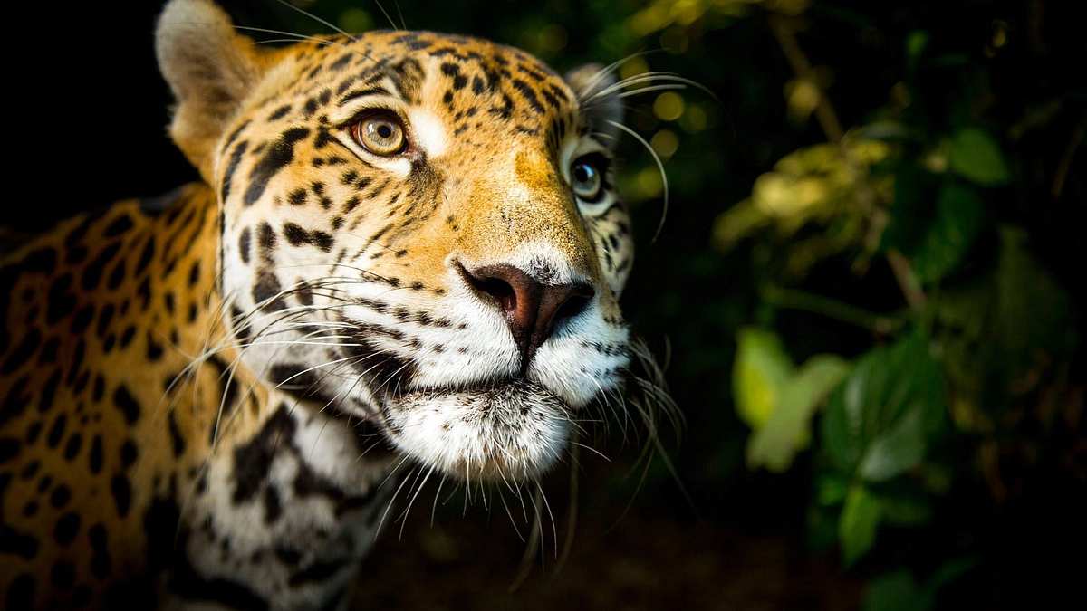 Die Welt der Raubkatzen