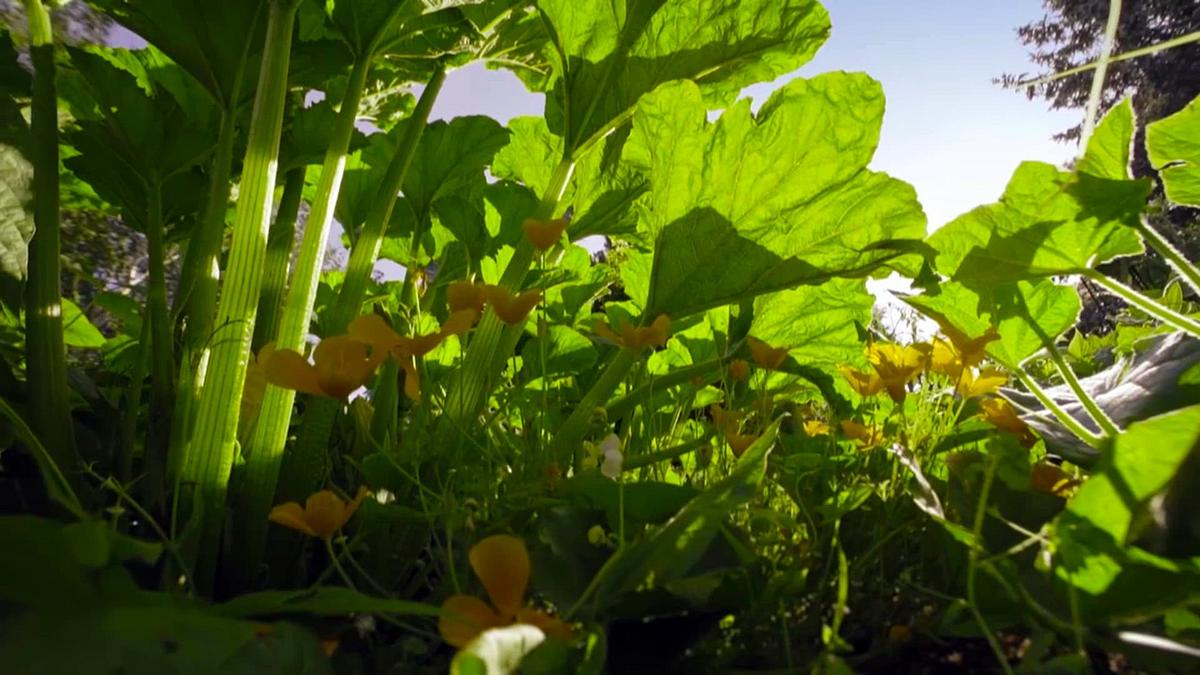 Naturwunder Gemüsegarten – Die große Welt der kleinen Tiere Naturwunder Gemüsegarten – Die große Welt der kleinen Tiere