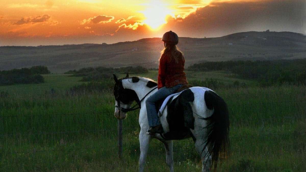 Ein Pferd für Moondance Ein Pferd für Moondance