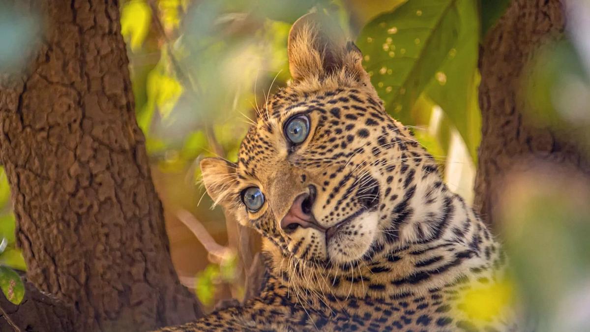 Olimba, Königin der Leoparden Olimba, Königin der Leoparden