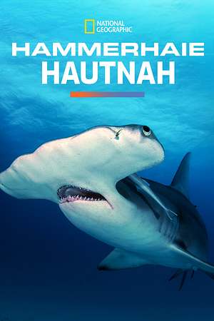 Hammerhaie Hautnah - Foto: TMDB