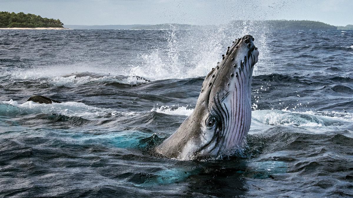Die geheimnisvolle Welt der Wale Die geheimnisvolle Welt der Wale