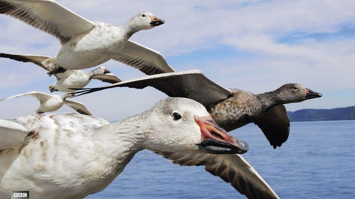 Die fantastische Reise der Vögel Die fantastische Reise der Vögel