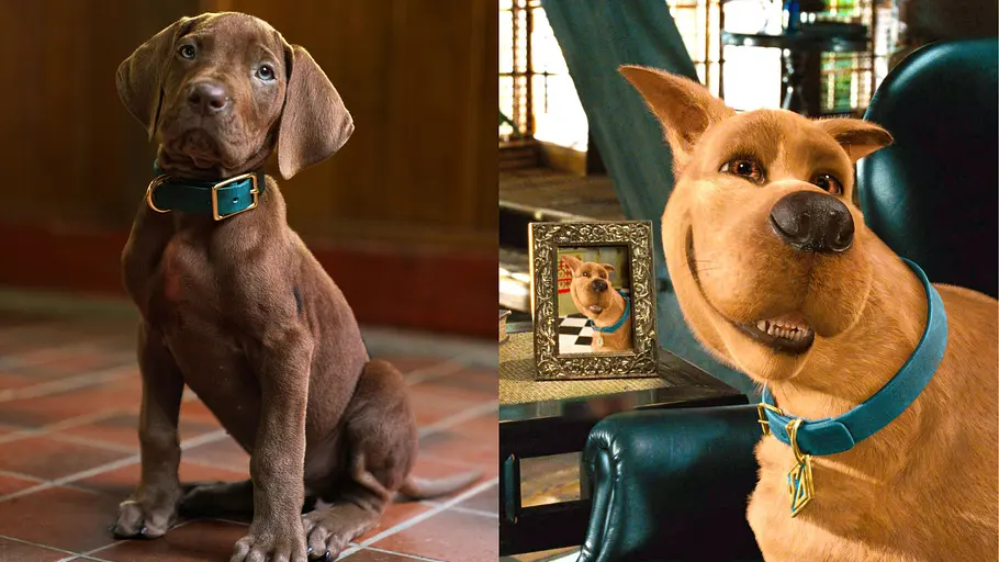 „Scooby-Doo: Origins“-Cast im Vergleich zur Besetzung des Realfilms „Scooby-Doo“ aus 2002.