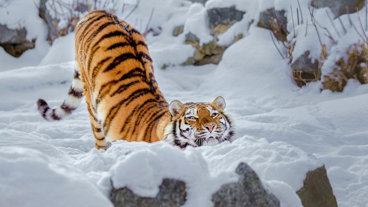 Der Sibirische Tiger - Seele der russischen Wildnis Der Sibirische Tiger - Seele der russischen Wildnis