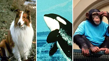 Von Lassie bis Flipper: So grausam verendeten die Tier-Stars! - Foto: n/a Von Lassie bis Flipper: So grausam verendeten die Tier-Stars! - Foto: n/a