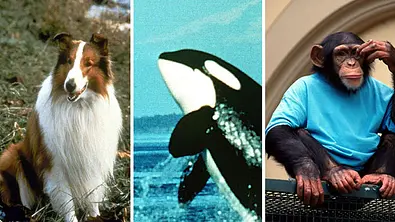 Von Lassie bis Flipper: So grausam verendeten die Tier-Stars!   - Foto: n/a