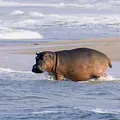 Surfing Hippos - Der Strand der Dschungeltiere Thumbnail