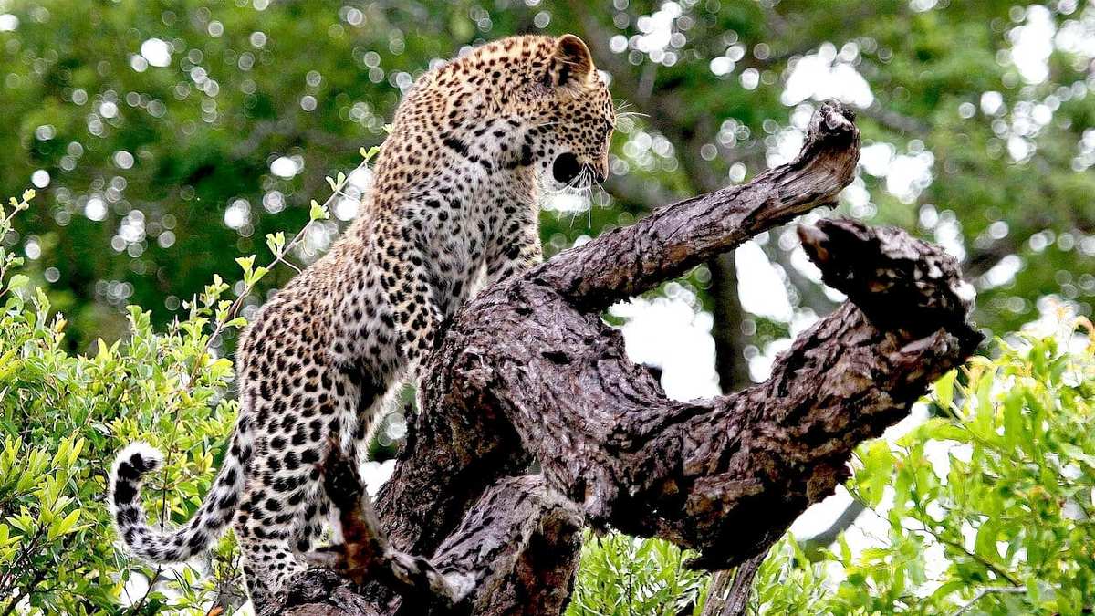 Die Magie des Leoparden