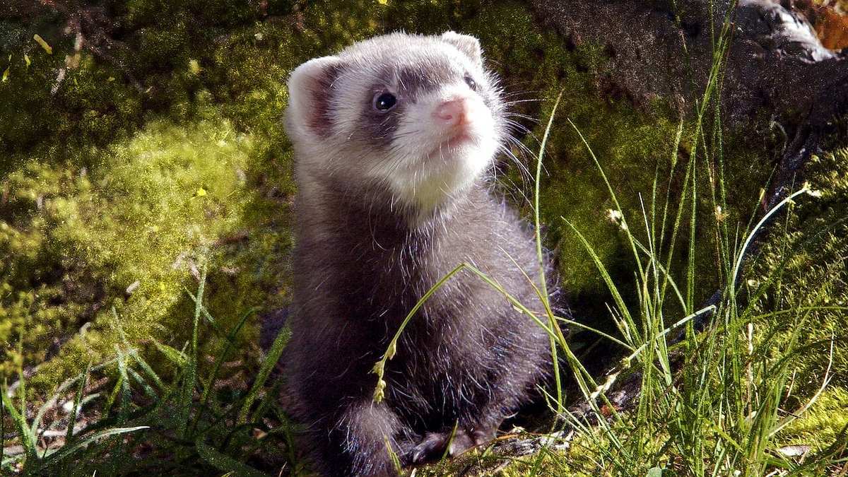 Lungau - Wildnis im Herzen der Tauern Lungau - Wildnis im Herzen der Tauern