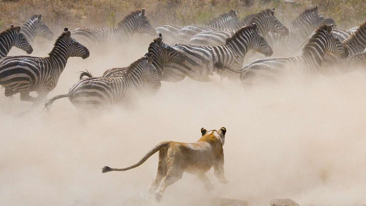Tierische Massenjagden