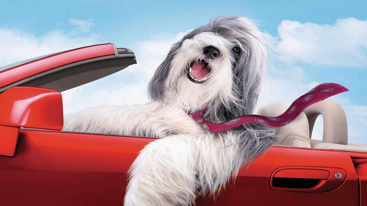 Shaggy Dog - Hör mal, wer da bellt Shaggy Dog - Hör mal, wer da bellt