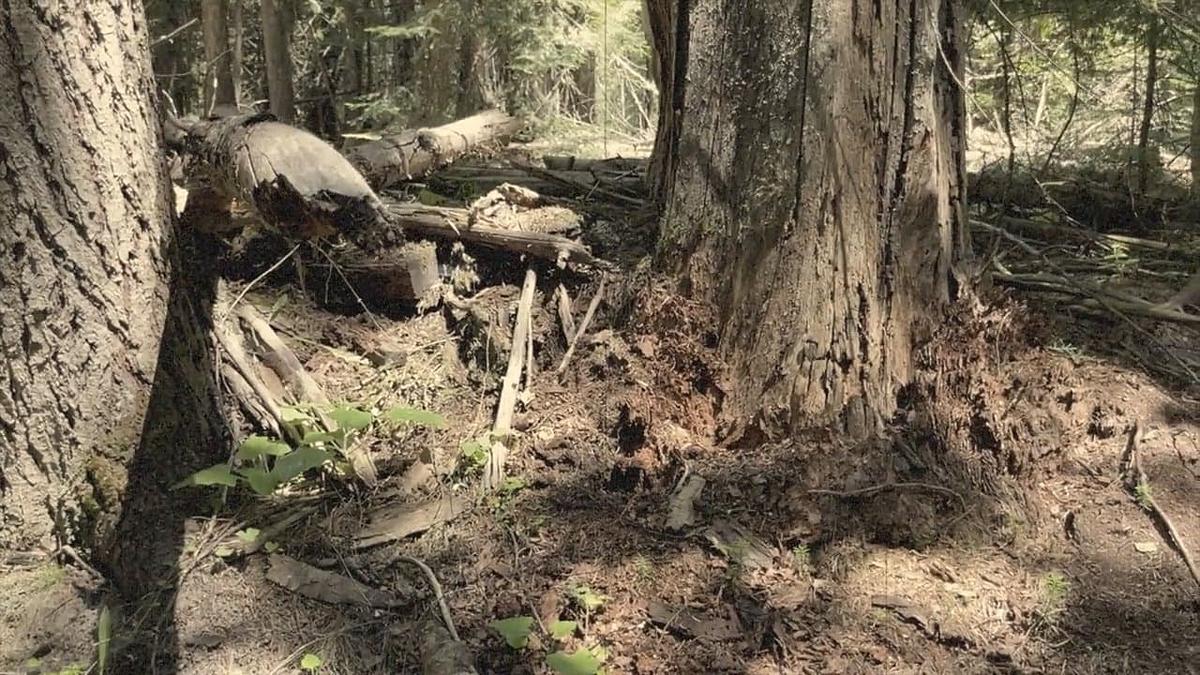 Cascade Bigfoot Blood Mystery II Chewelah Triangle