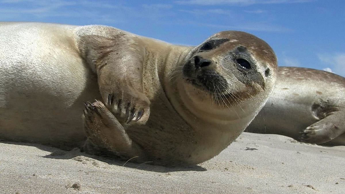Wilde Ostsee Wilde Ostsee