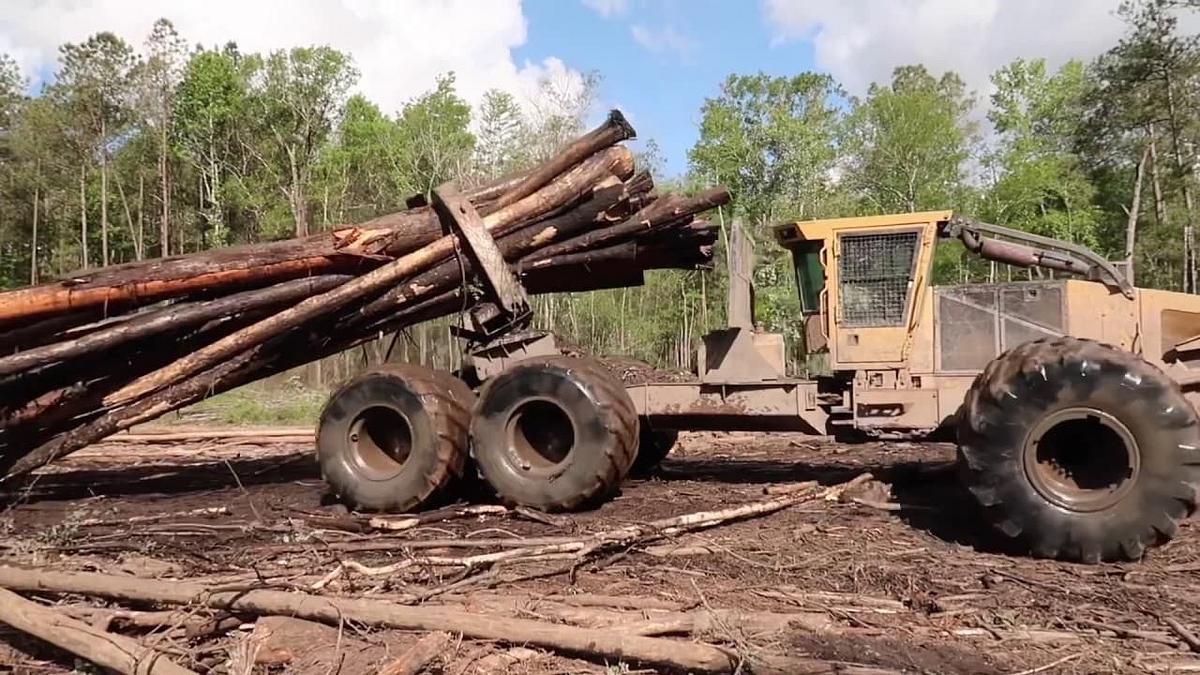Holzfäller extrem