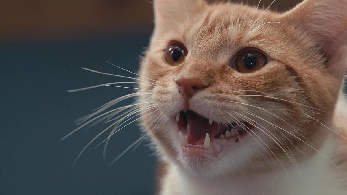 Was Katzen denken