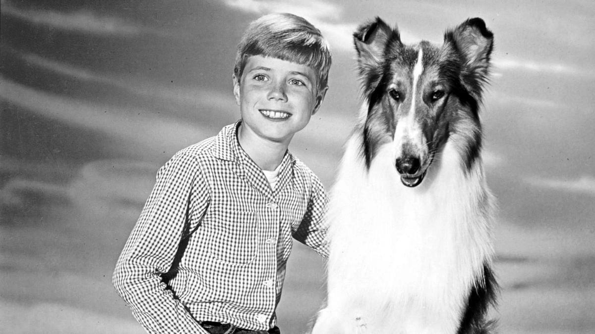 Lassie Lassie