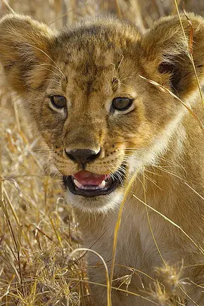 Serengeti - Wilde Geschichten aus der Savanne - Foto: TMDB Serengeti - Wilde Geschichten aus der Savanne - Foto: TMDB